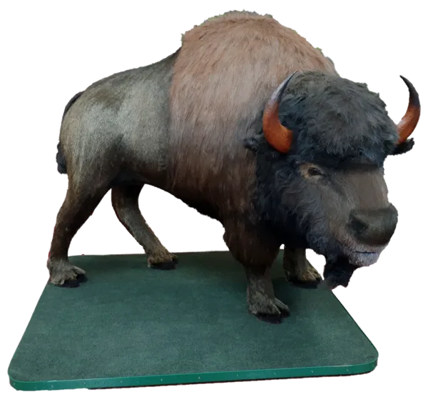 Display-Lifesize Buffalo