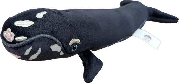 10 inch Right Whale