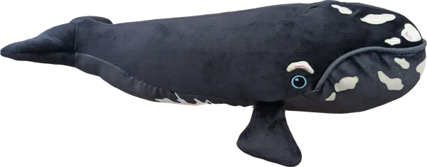 18 inch Right Whale