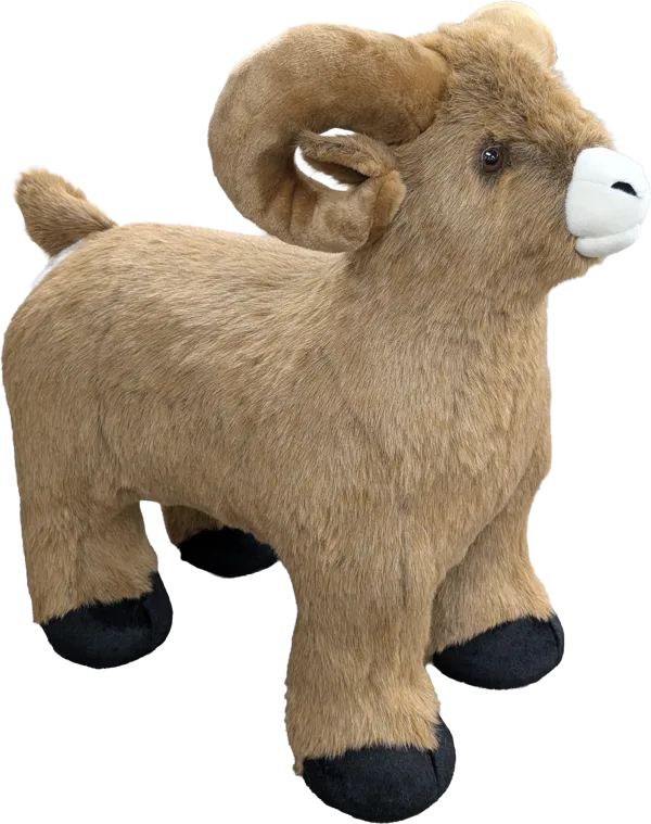 Display, Baby Ram (on all fours)