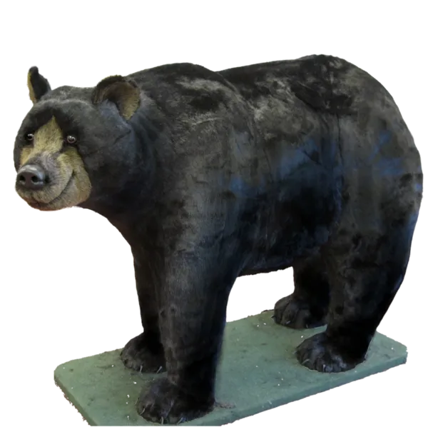 Display, Walking Natural Black Bear