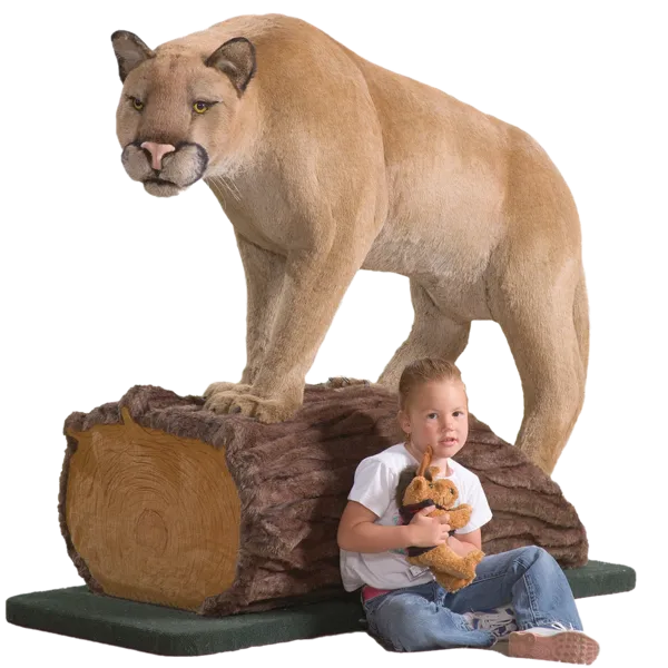 Display, 60 inch Cougar (Mountain Lion) on Log