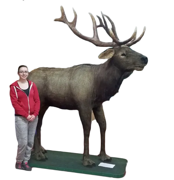 Display, Lifesize Elk