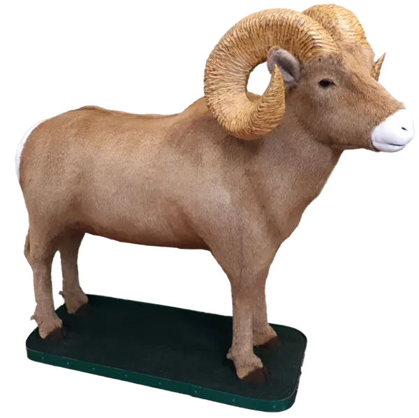Display, Lifesize Ram
