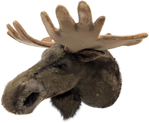 Display, Wall Hanging Moose Head