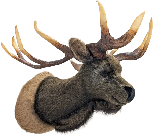 Display, Wall Hanging Elk Head